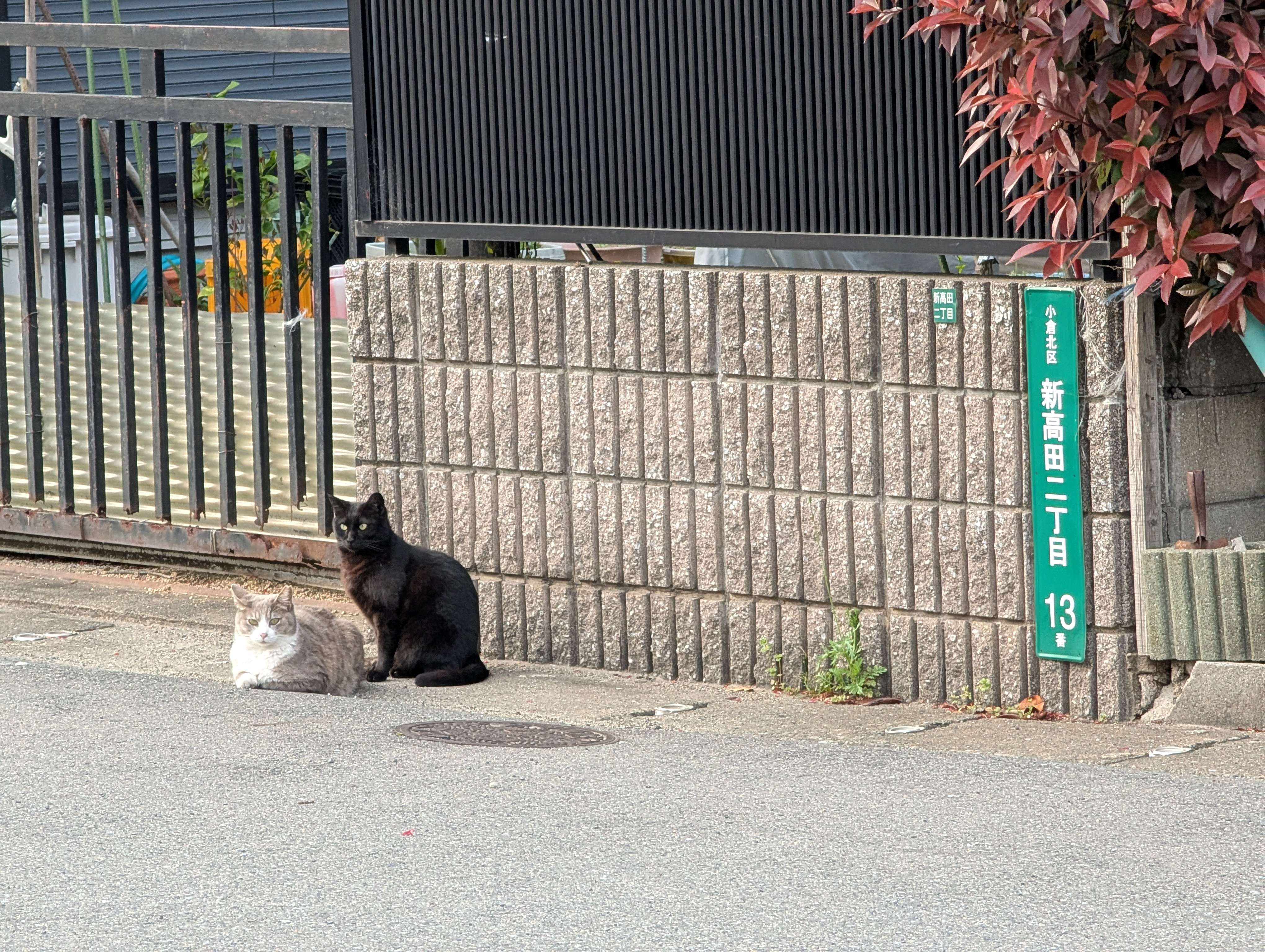 funni_cat2